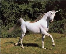 Image result for Hump Day Unicorn Memes