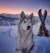 Image result for Husky Arctic Wolf Malamute Mix