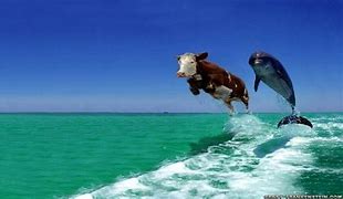 Image result for Funny Cow Wallpaper 1920X1080