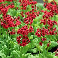 Image result for Primula japonica Millers Crimson