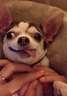 Image result for Chihuahua Smiling Meme