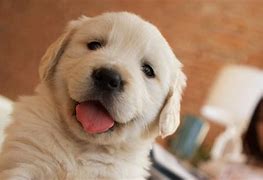 Image result for Cute Happy Puppy Good News
