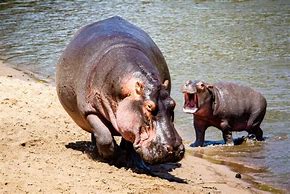 Image result for Biggest Baby Animal in the World