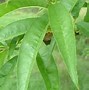 Image result for Prunus persica Champion