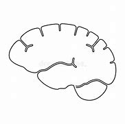 Image result for Human Brain Line Art