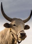 Image result for Bull Horns Animal