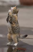 Image result for Funny Cats Praying