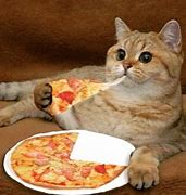 Image result for Animals Eating Pizza