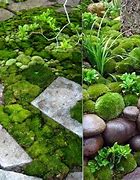 Image result for Moss Garden Design