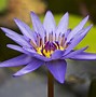 Image result for Lotus Flower Reeth