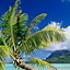 Image result for Tropical Wallpaper for iPhone