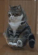 Image result for Moving Funny Cats Memes