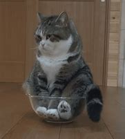 Image result for Animated Cat Memes