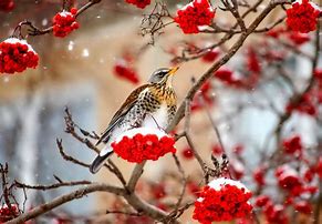 Image result for February Nature Images Birds