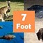 Image result for Things That Are 7 Feet Tall