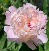 Paeonia lactiflora Bowl of Beauty ପାଇଁ ପ୍ରତିଛବି ଫଳାଫଳ