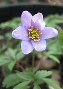 Image result for Anemone nemorosa Blue Queen