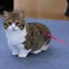 Image result for Munchkin Cat with Short Legs