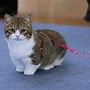 Image result for Munchkin Cat with Short Legs