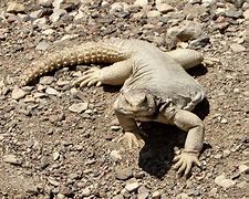 Image result for Lizard Tail