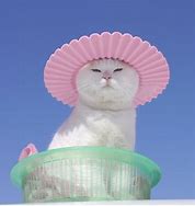 Image result for Cat Hat Meme