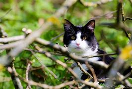 Image result for Half Black and White Cat