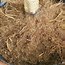 Image result for Olive Tree Root System