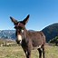 Image result for Farm Animals Donkey