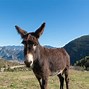 Image result for Types of Donkeys