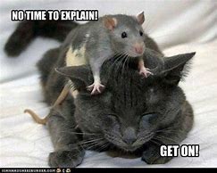 Image result for No Time to Explain Cat Meme