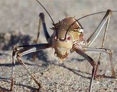 Image result for Cricket Small Animal