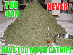 Image result for Catnip Weed Meme