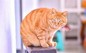 Image result for What Breed Is Your Cat Orange Meme