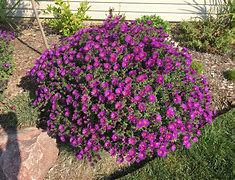 Image result for Aster novae-angliae Purple Dome