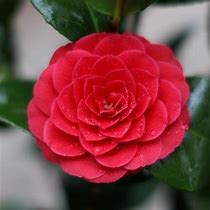 Image result for Camellia japonica Black Lace