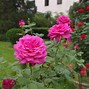 Image result for Pink and Purple Roses