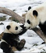 Image result for Mom and Baby Panda Bear