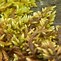 Image result for Types of Moss Plants