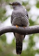 Image result for cuckoo