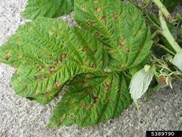 Image result for BlackBerry Diseases Pictures