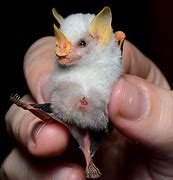 Image result for Realistic Bat Toy