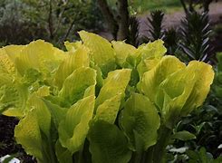 Image result for Hosta Dawns Early Light