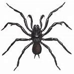 Image result for Big Ugly Spiders