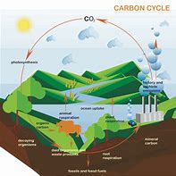 Image result for carbon cycle