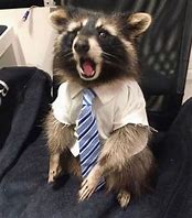 Image result for Raccoon PFP Meme