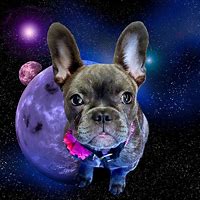 Image result for Galaxy Bulldog