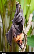 Image result for Indonesian Fruit Bat
