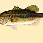 Image result for Largemouth Bass Fish Clip Art