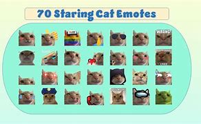 Image result for Fat Cat Stare Meme