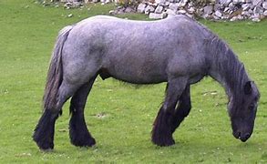 Image result for Irish Draft Horse Breeds